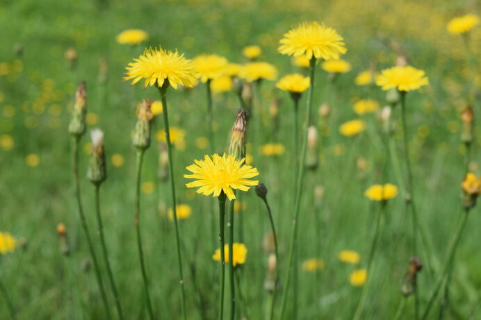 グロテスク？かわいい？個性あふれる外来植物たち【盛夏の章】(季節