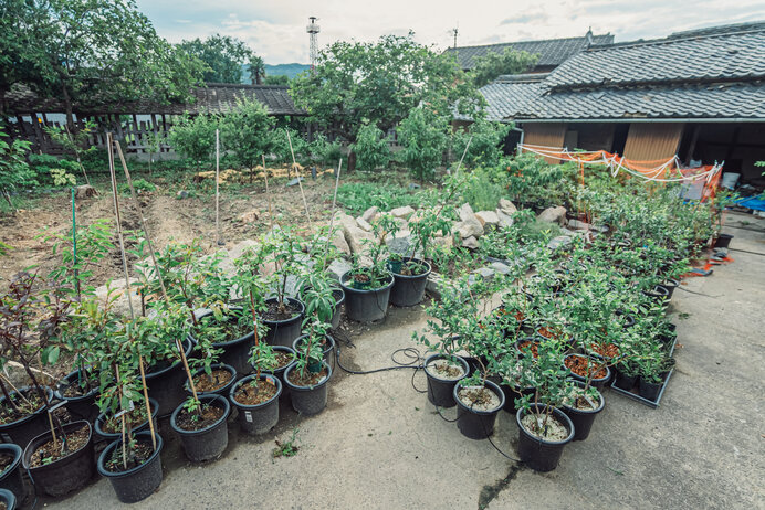 貧乏写真家夫婦の築100年超え古民家暮らし（2023年 夏の庭 編）(季節・暮らしの話題 2023年08月21日) - 日本気象協会 tenki.jp