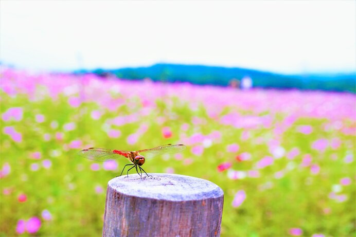 「秋近し」？ いえいえ、もうそこに、秋はあなたのお隣まで迫っています！