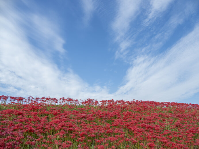 秋分の日」やっと秋彼岸！ 咲きだした「曼珠沙華」と秋を感じよう