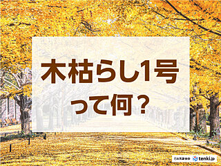 木枯らしってなに？ 定義や木枯らし1号が起きるとどうなるのかについて解説します