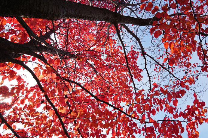 エゾヤマザクラ／葉が赤や橙色に。秋も鮮やかな“桜紅葉”