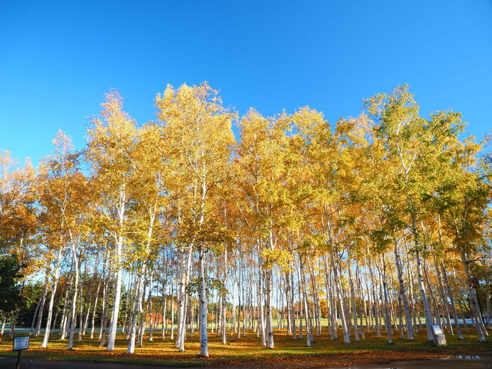 シラカバ／北海道を代表する樹木。秋になると黄色に染まる“黄葉”