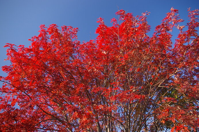 ナナカマド／葉も実も赤く染まる街路樹。北海道ではとても身近な木