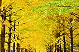 茨城県の紅葉名所♪ 北関東の美しい秋を楽しもう＜レジャー特集2023＞