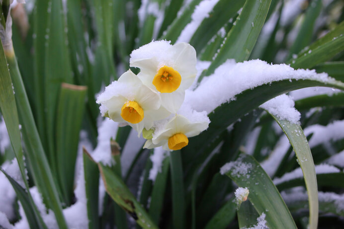 大地が凍てつく時に咲く花を愛でる。立冬の七十二侯