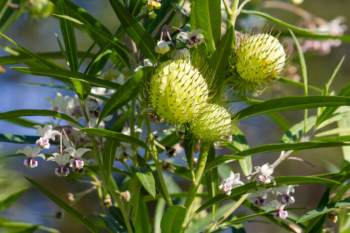 フウセントウワタの異様な実と花。アフリカ渡来の新顔です