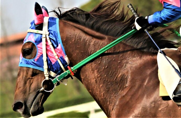 レース結果にも大きく影響？　競馬と天気の関係について