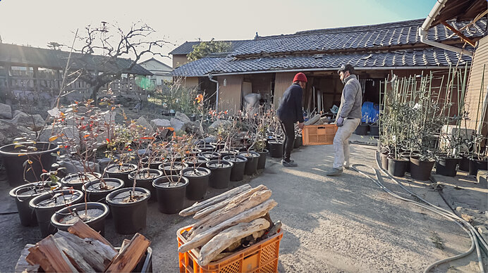 農作物の冬の剪定や屋内移動をする