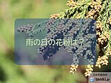 雨の日の花粉量はどうなる？次の日に晴れると要注意？