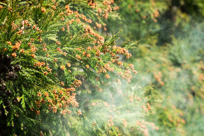 洗濯にも影響あり！花粉の飛散量が増えるタイミングについて解説