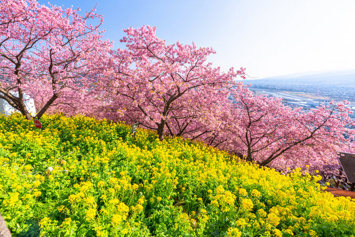 伊豆まで行かなくても河津桜と菜の花を満喫できる