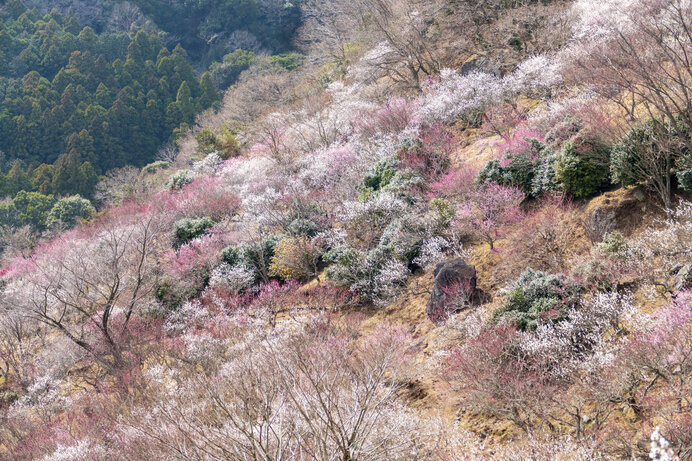 梅の香りを楽しみながらの登山はこの季節ならでは