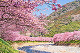 早咲き「河津桜」の見頃は？　河津桜まつりのおすすめスポットやアクセスも紹介