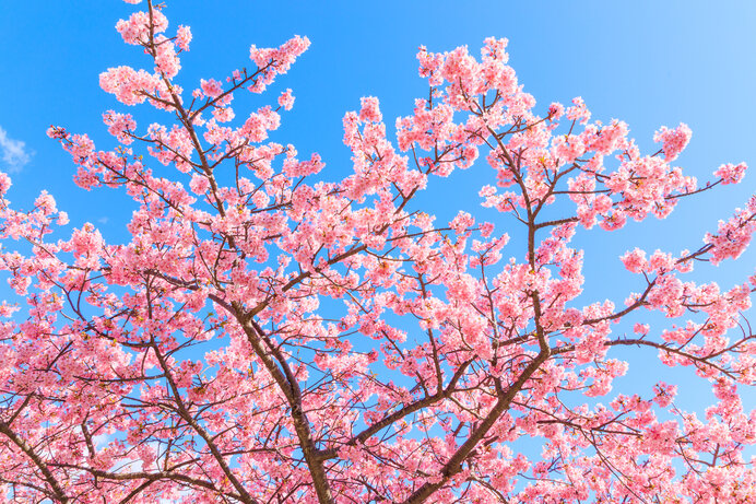 河津桜の開花時期や見頃はいつ？早春のお花見を楽しもう