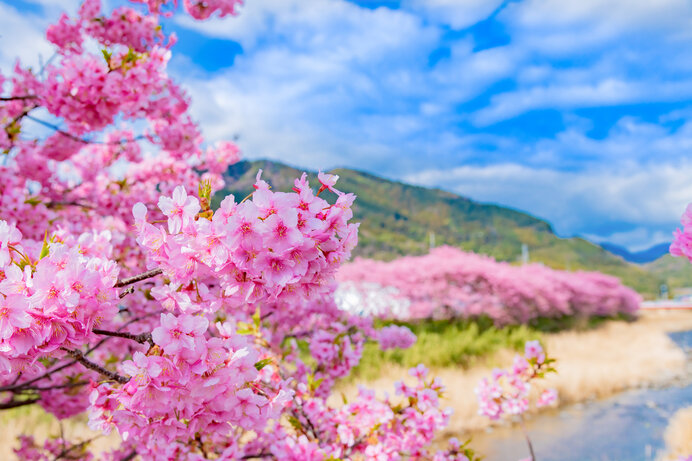 静岡県河津町の名産・河津桜はどんな桜？歴史や特徴を解説