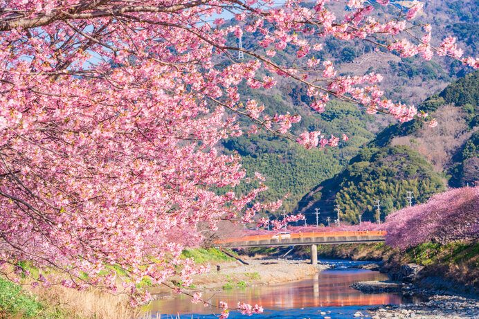 人気イベント「河津桜まつり」の開催期間やアクセスを紹介！
