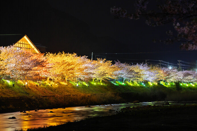 見頃の河津桜を堪能するならココ！河津町のおすすめスポット3選