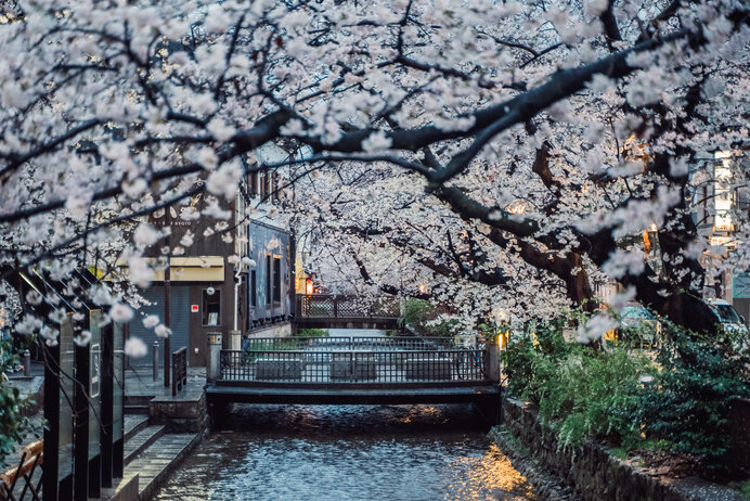 高瀬川にかかる桜並木