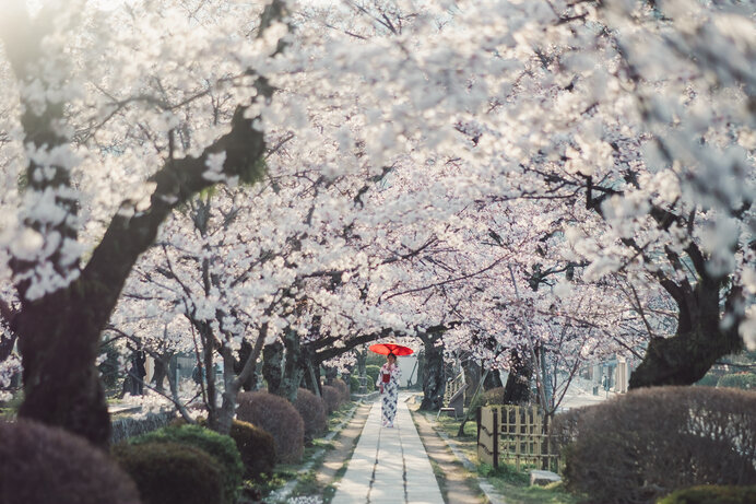 桜のトンネルが美しい哲学の道