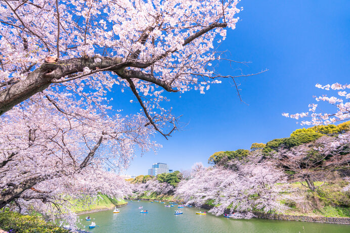 ボートから桜を眺めることができます