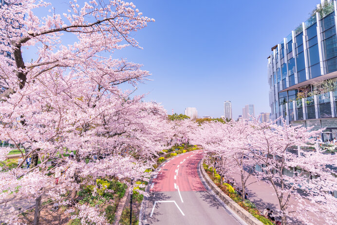 約200メートル続く桜のトンネル