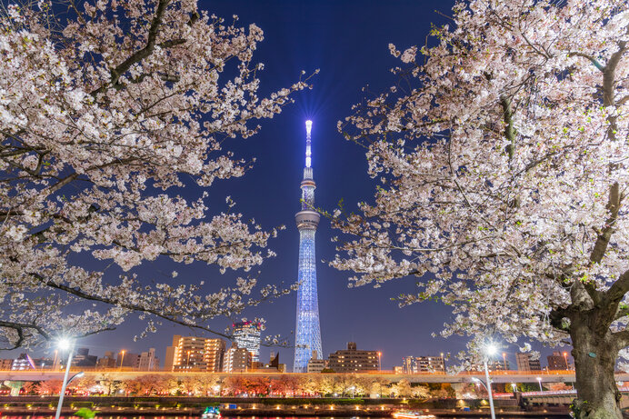 隅田川の桜並木は東京の絶景スポット