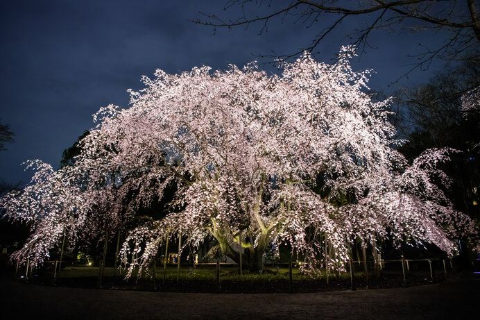 夜のしだれ桜の美しさは格別です