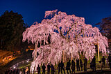 東北の一本桜に逢いに行こう！これから楽しめる桜名所【桜特集2024】