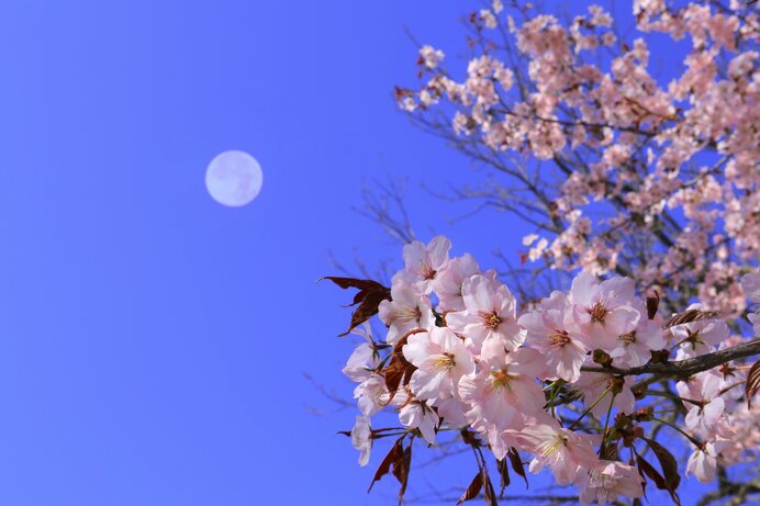 東北や北海道で満月と桜のコラボが見られるかも？