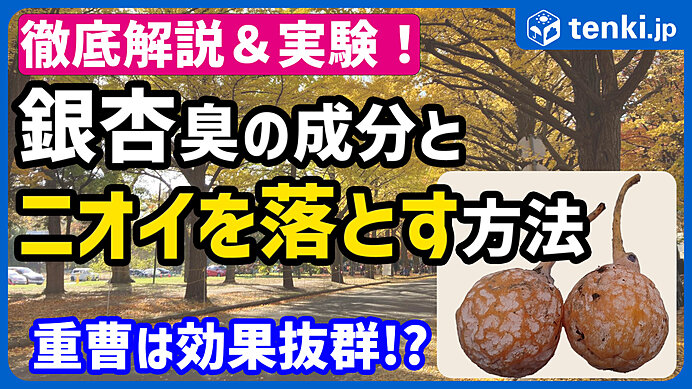 【動画あり】銀杏はなぜ強烈な臭いを放つ？臭いを消す方法も実践！銀杏臭よさらば！