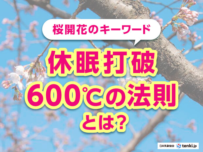 桜が開花する条件は？開花に必要な休眠打破や目安が分かる600℃の法則とは？