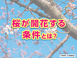 桜の開花、どう起こる？ カギとなる「休眠打破」や開花の目安がわかる「600℃の法則」とは