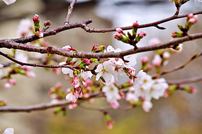 お花見の計画を