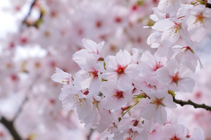 お花見を楽しもう