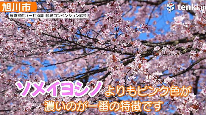 旭川市　旭山公園