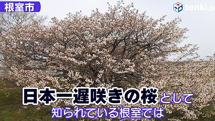根室市　日本一遅咲きの桜