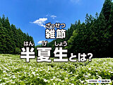 雑節の「半夏生」とは　関西ではタコを食べる？！各地方の風習など解説
