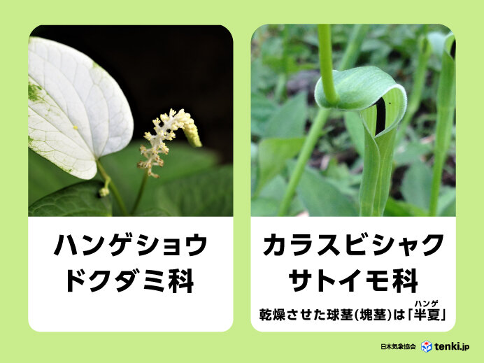 半分、化粧する『半夏生』