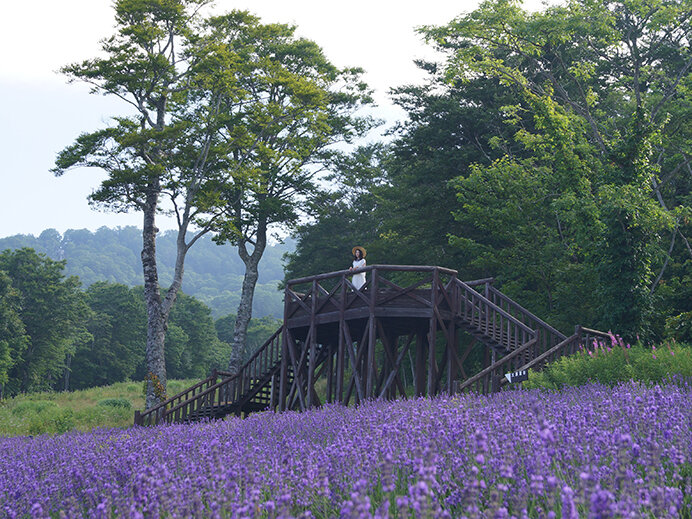 ラベンダーだけじゃない、カラフルな花の楽園