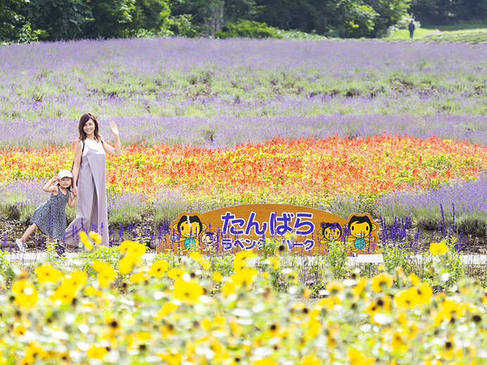関東最大級! 5万株のラベンダーが咲き誇る「たんばらラベンダーパーク」はこう楽しむ!_画像