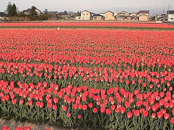 チューリップのタネを見たことがありますか 富山がチューリップ王国になったワケ Tenki Jpサプリ 15年04月24日 日本気象協会 Tenki Jp