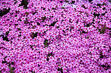 一面の 「芝桜」 は、まるでピンクの絨毯 !!　GW後から花の見ごろを迎える道東へようこそ