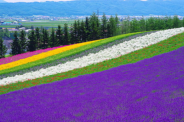 ラベンダーを見に行こう !! “紫のじゅうたん” が広がる北海道・富良野へ(季節・暮らしの話題 2015年07月22日) 日本気象協会 