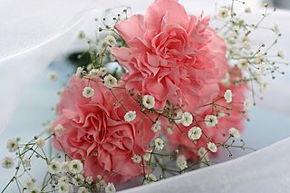 ５月10日は母の日。カーネーションを贈ると、お母さんが困るかもしれないって本当?!