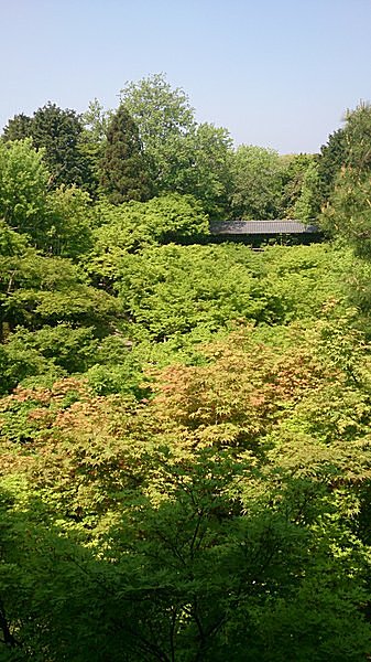 絶景かな 絶景かな 青もみじの京都へ 美を求める旅 薫風に誘われていざ Tenki Jpサプリ 15年05月04日 日本気象協会 Tenki Jp