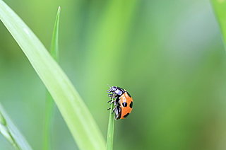 ５月２１日１７時４５分に訪れるもの…「小満」