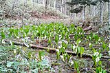 水芭蕉の季節。週末は山開きを告げる花を見に行きませんか？