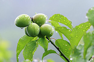 本当はいつ？「五月雨（さみだれ）」、「五月晴れ（さつきばれ）」と梅の実の熟すころの関係