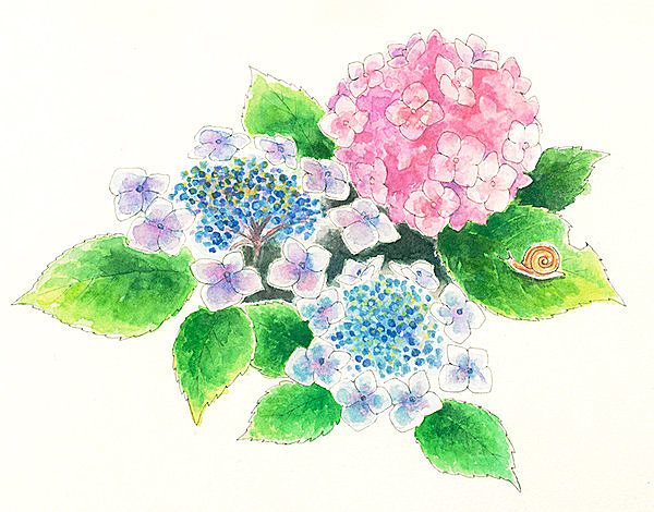 あじさいには毒があるってほんと 梅雨の花 あじさいを愛でてみませんか Tenki Jpサプリ 15年05月23日 日本気象協会 Tenki Jp